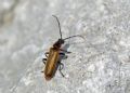 Cantharis quadripunctata